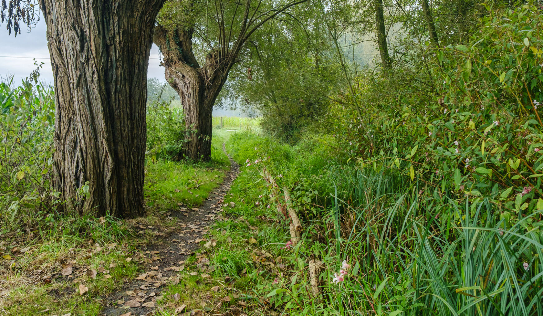 4 Ecoversterking knotbomen knip2