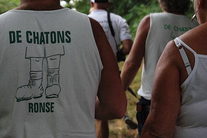 Chatons ronse
