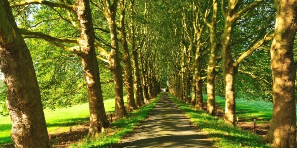 Straatbomen